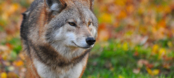 an image of an american wolf