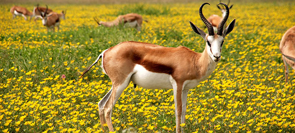 an image of a south african springbok