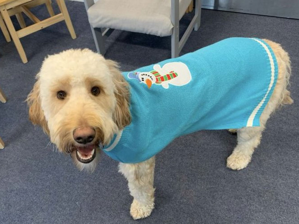 The school dog wearing a light blue Christmas Jumper with a snowman on top.
