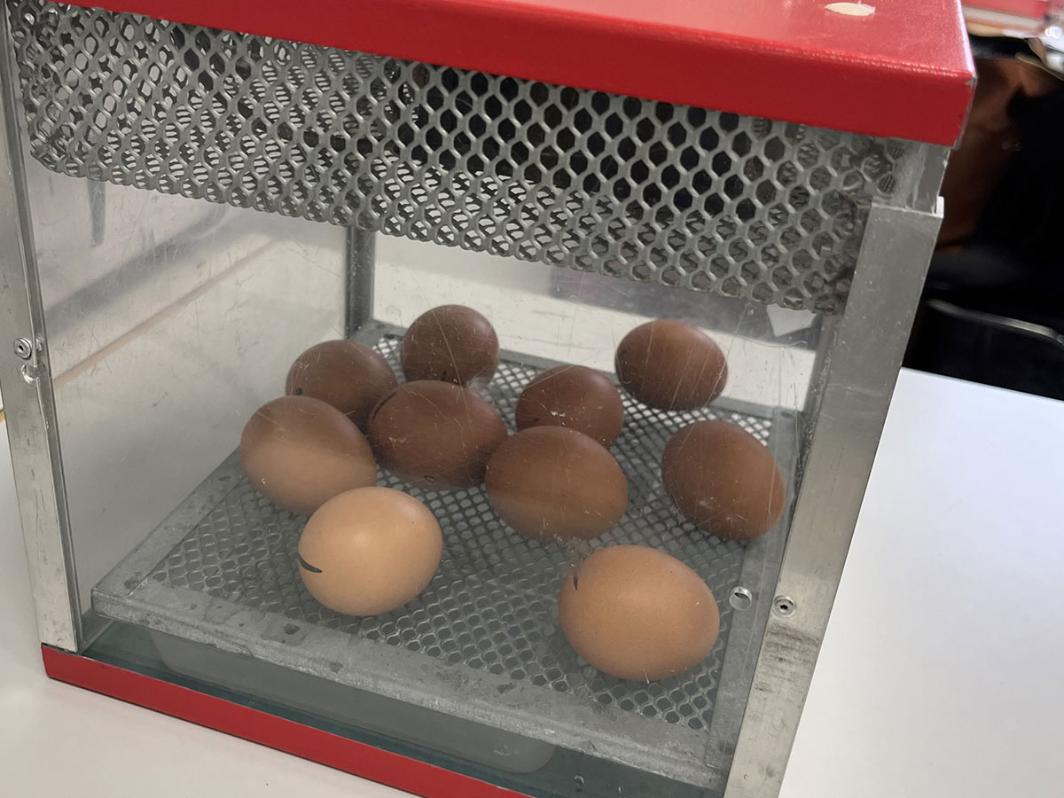 eggs at EBS in an incubator