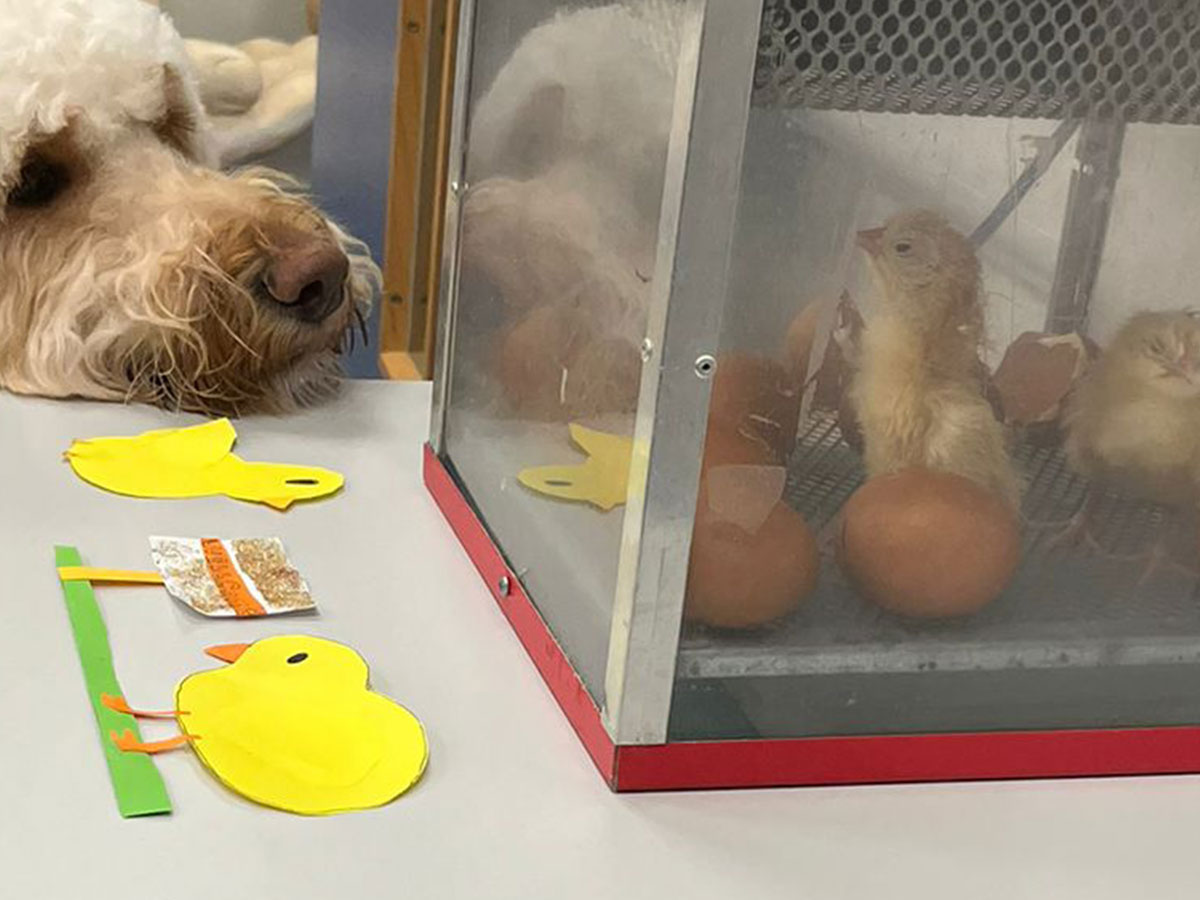 our school dog percy looking at the egg incubator