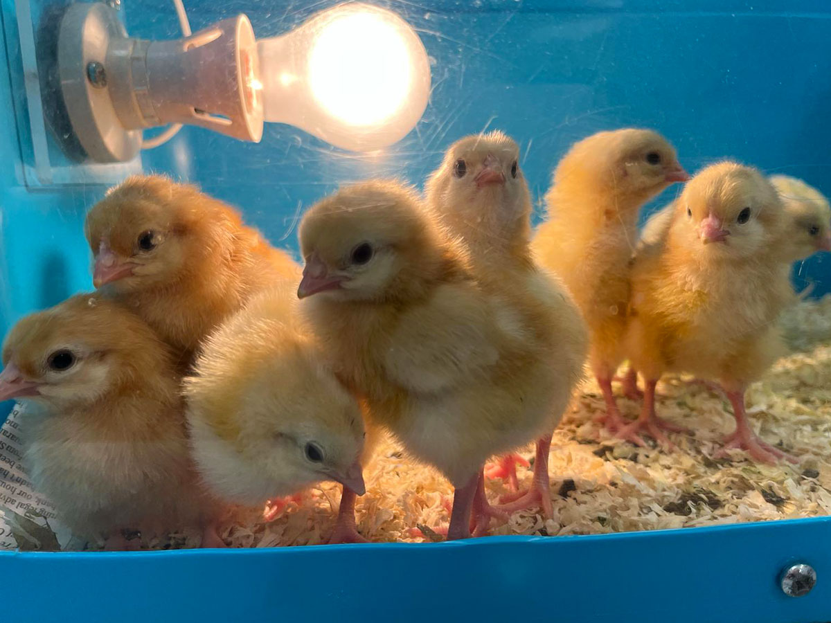 all the chicks near the warming light