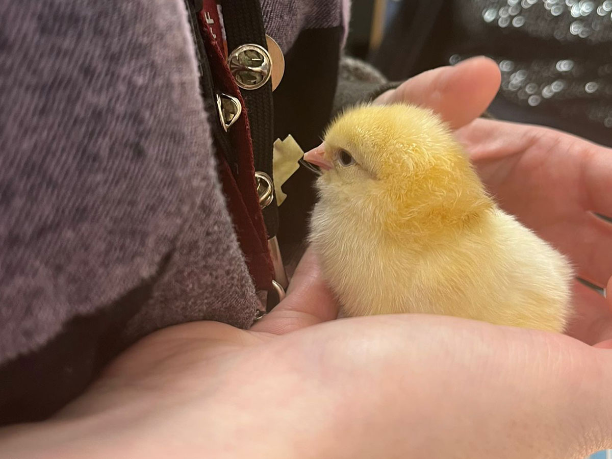 a small chick in the hands of a member of ebs staff