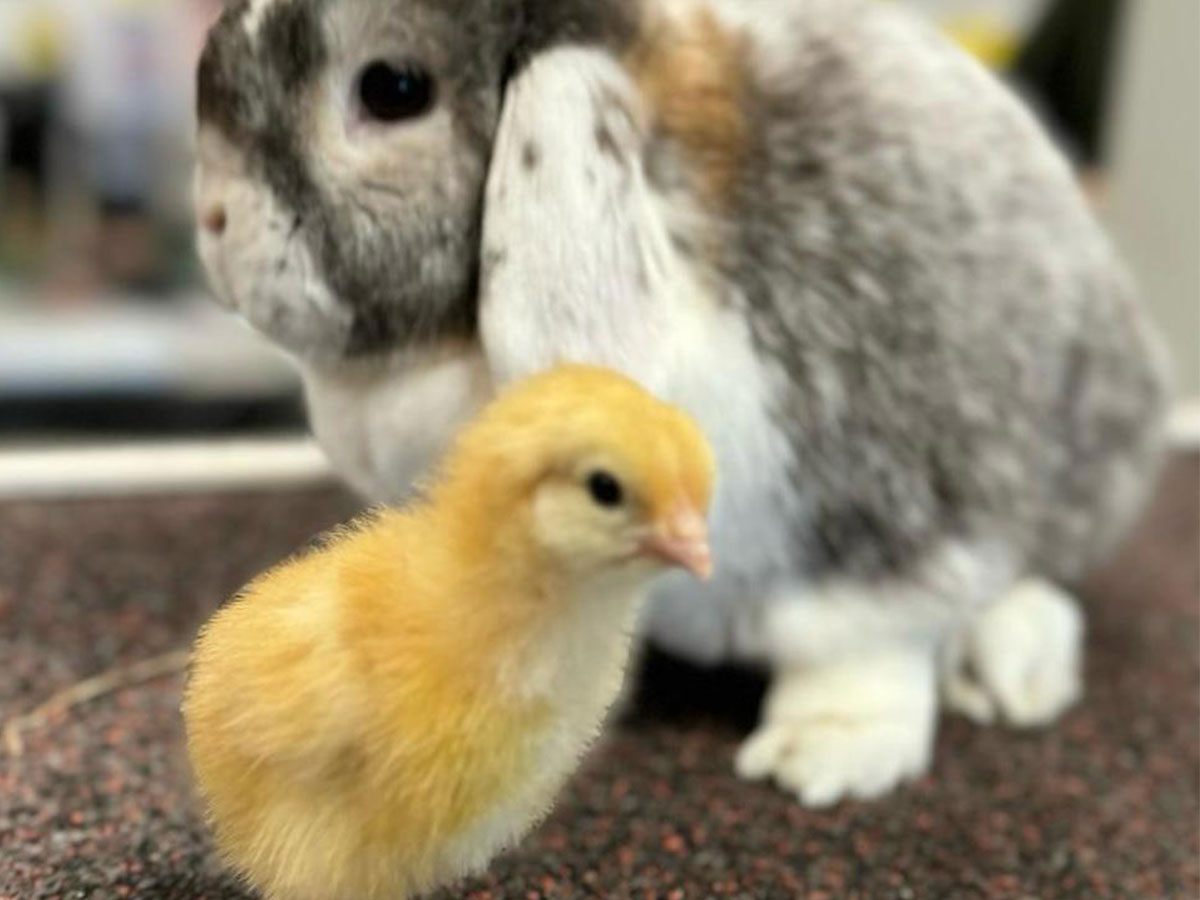 our school rabbit with one of the chicks