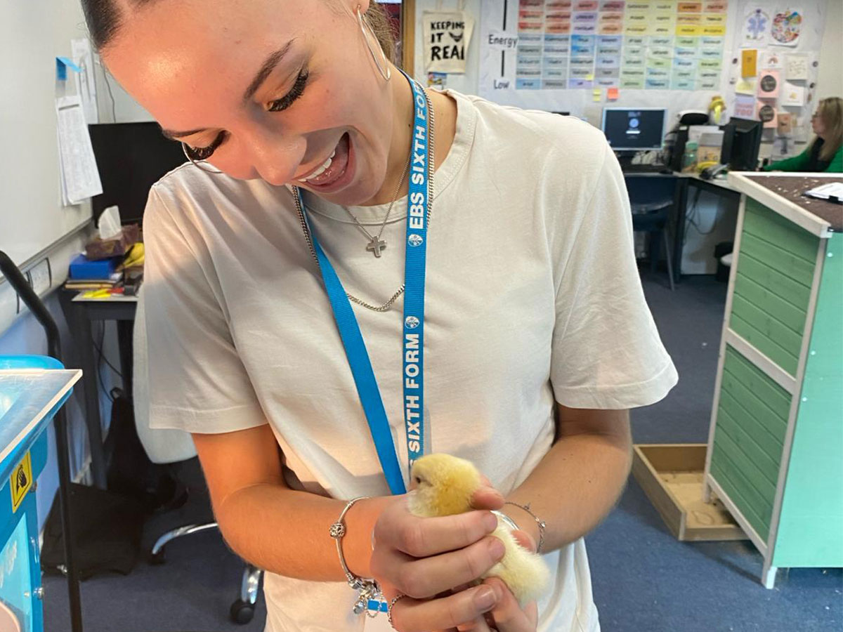 a ebs sixth former holding one of the chicks